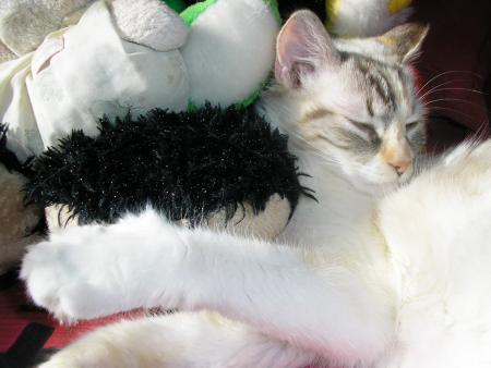 mon ti chat!!
